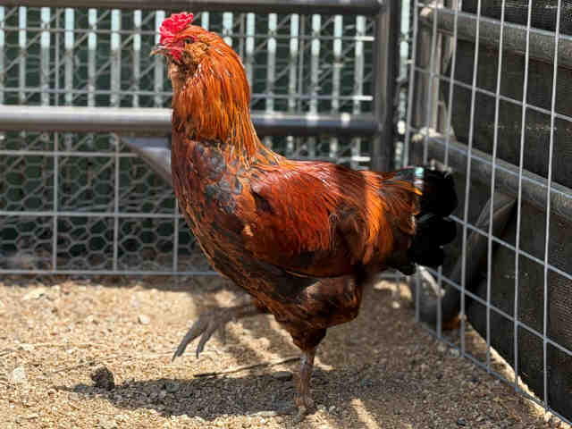 Duke