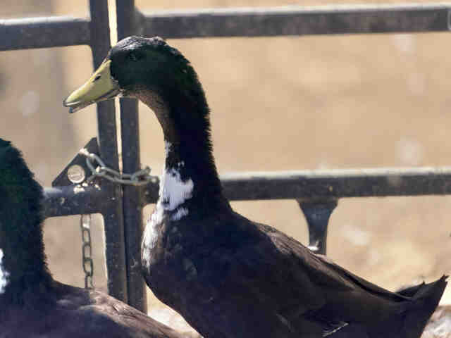Quill