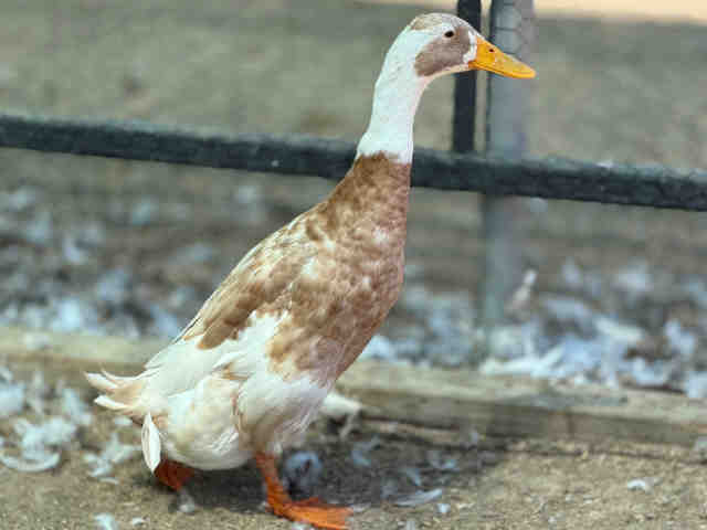 Tater