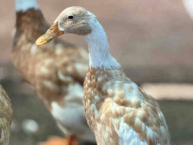 Hazel