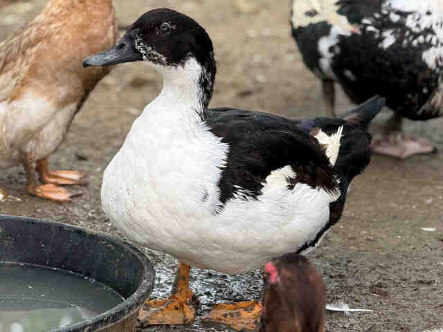 Penguin