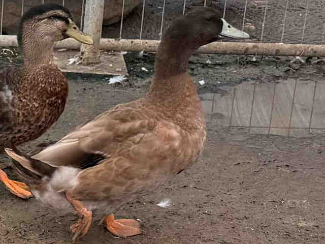 Adoptable Bird