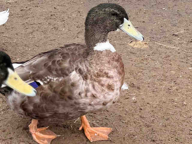 Adoptable Bird