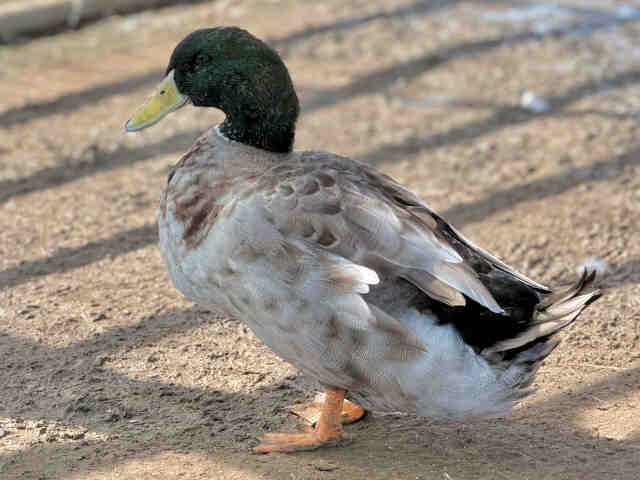 Adoptable Bird