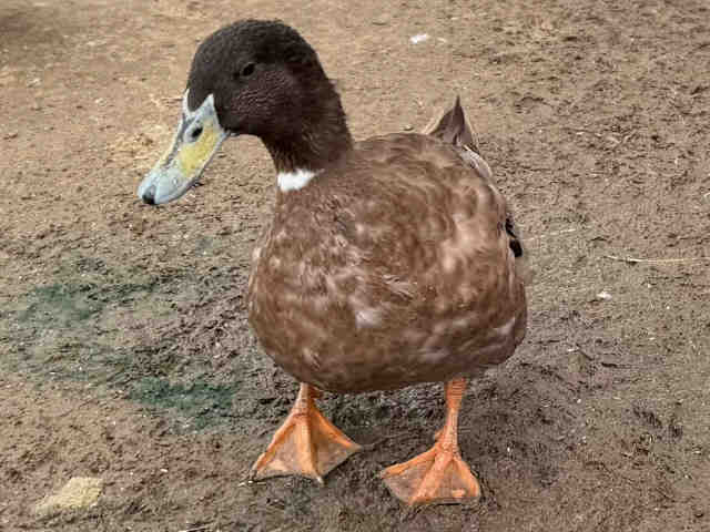 Adoptable Bird