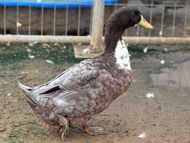 Adoptable Bird