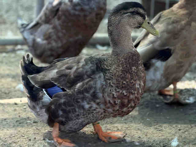 Adoptable Bird