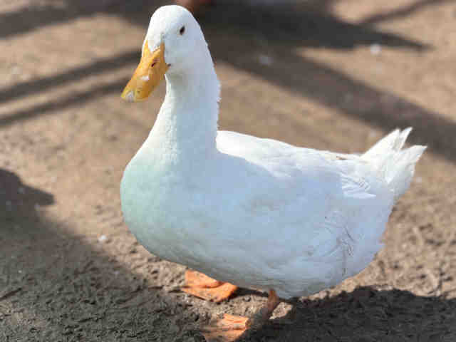 Adoptable Bird