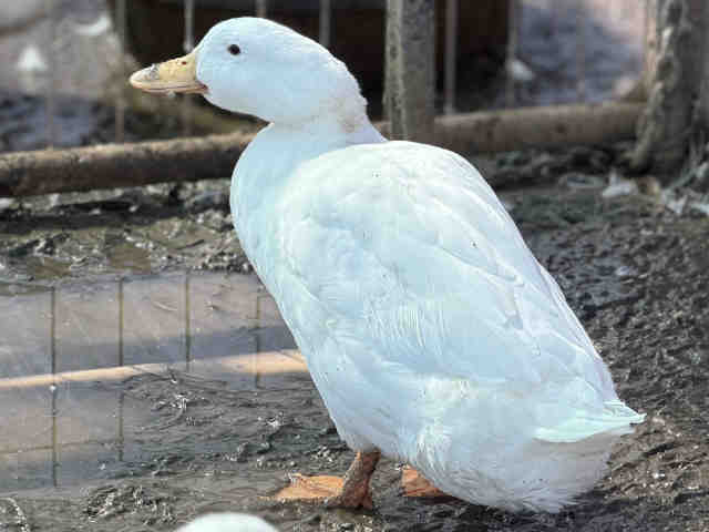 Adoptable Bird