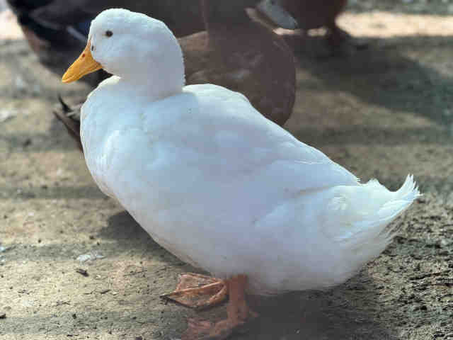 Adoptable Bird