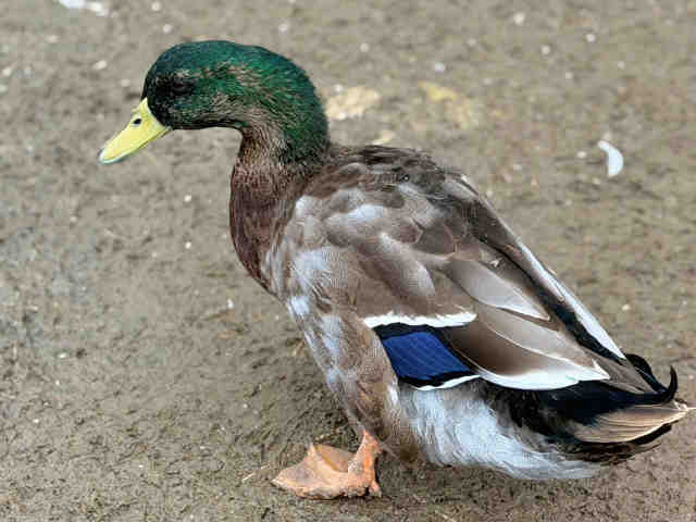 Adoptable Bird