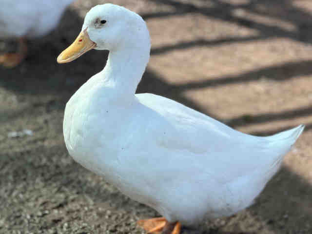 Adoptable Bird