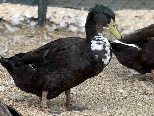 Adoptable Bird