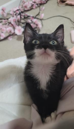 Adoptable Cat