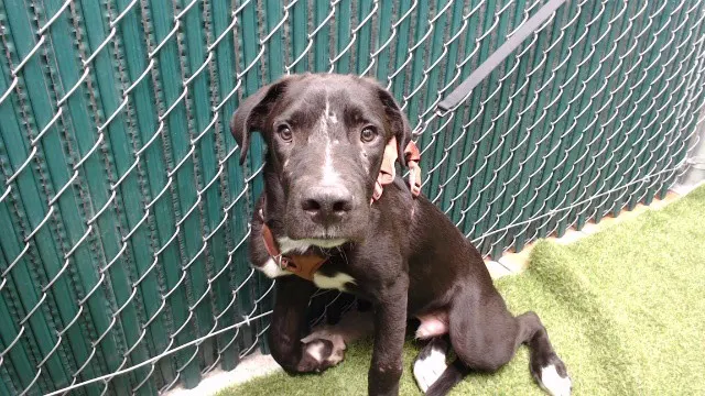 Adoptable Dog