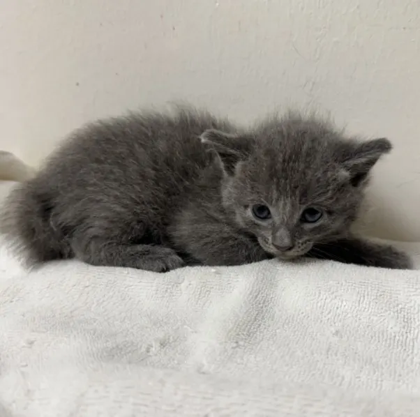 Adoptable Cat