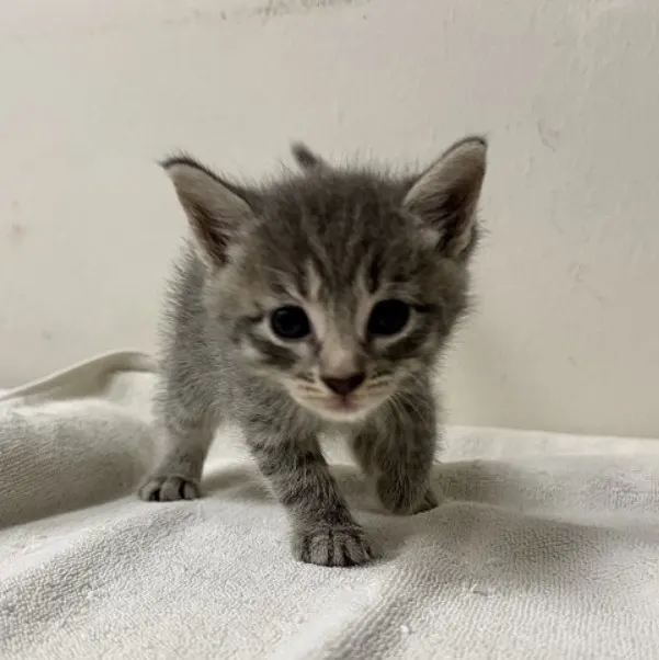 Adoptable Cat