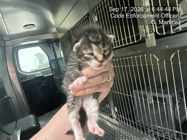 Adoptable Cat
