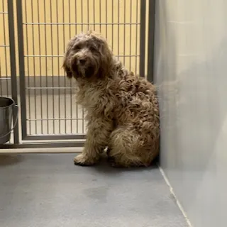 Adoptable Dog