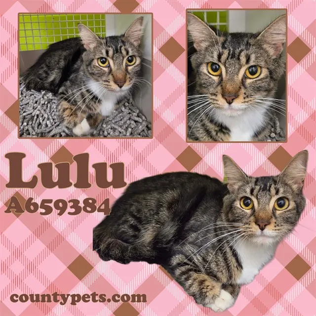 Lulu