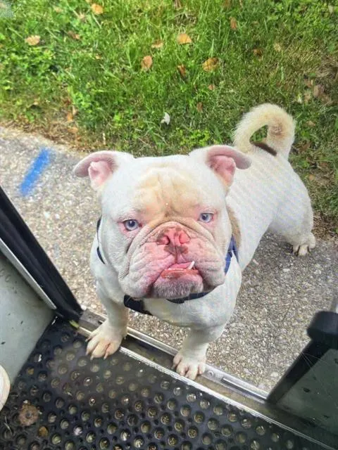 Chonk