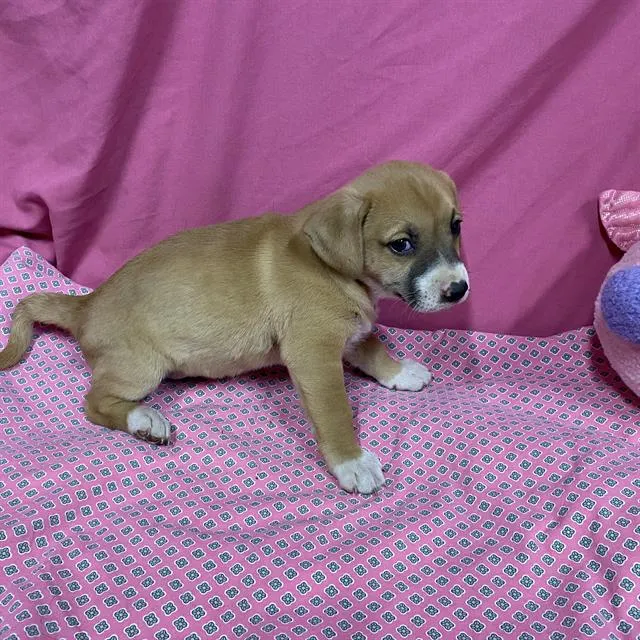 Adoptable Dog