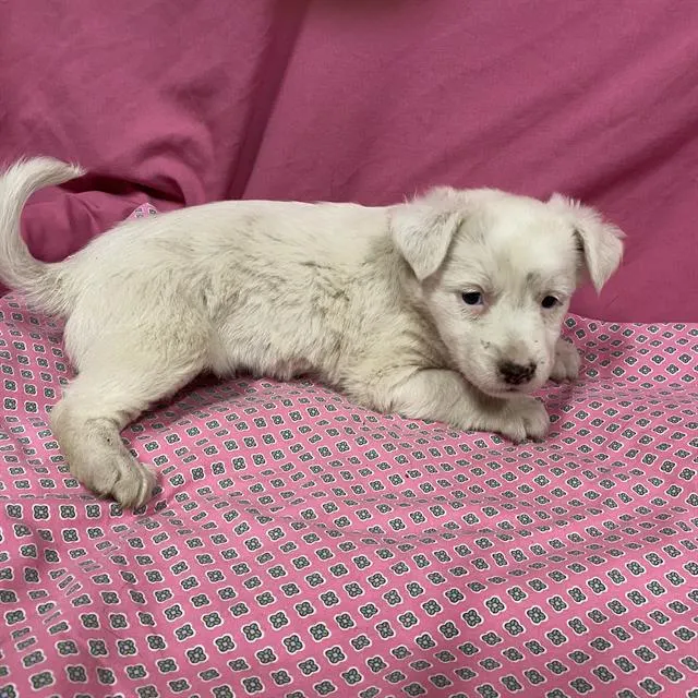 Adoptable Dog