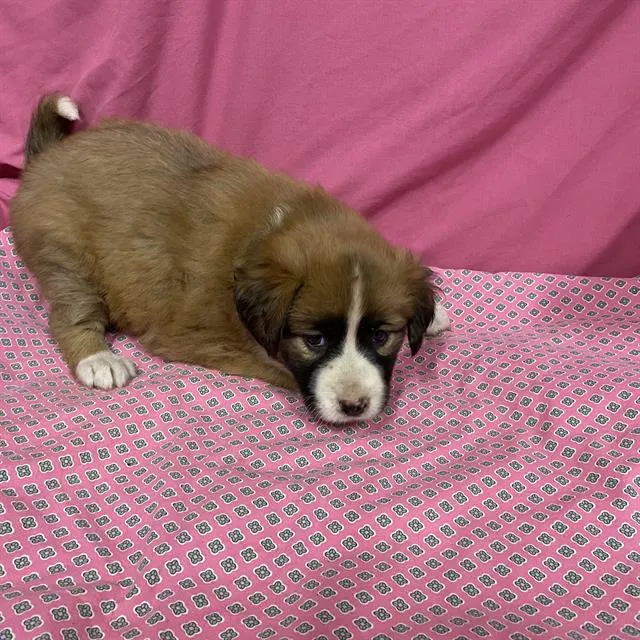 Adoptable Dog