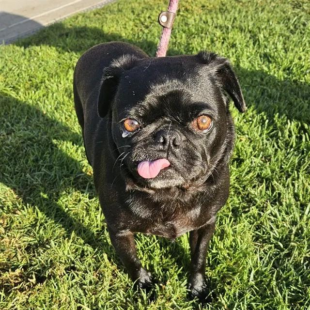 Bruno