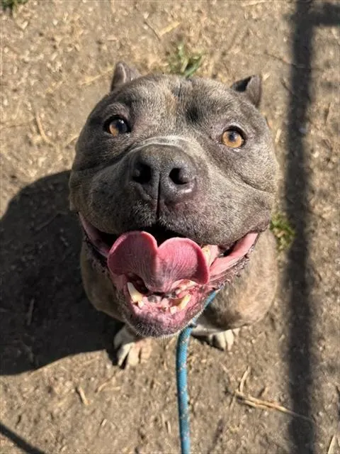 Brutus