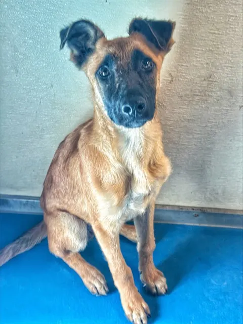 Piper