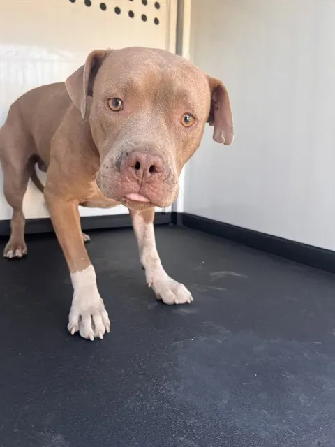 Adoptable Dog