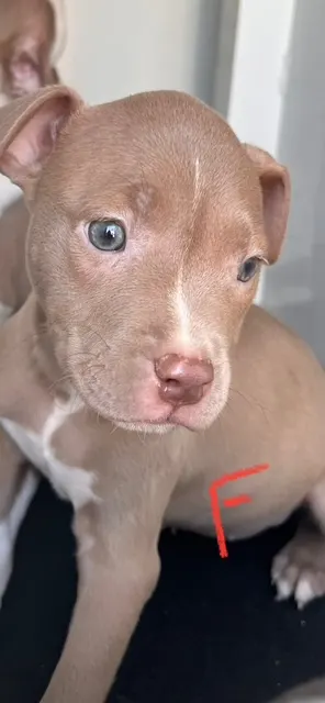 Adoptable Dog