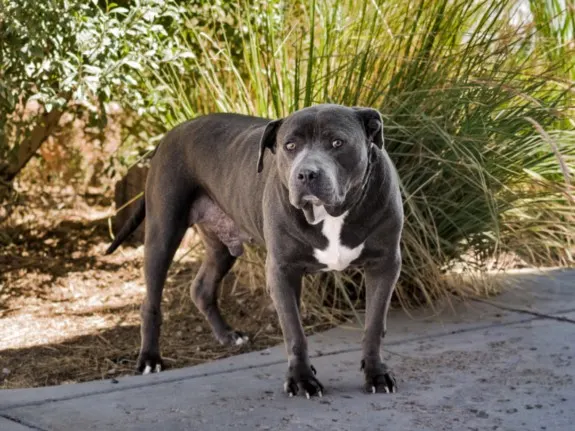 Biggie