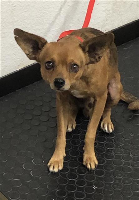 Adoptable Dog