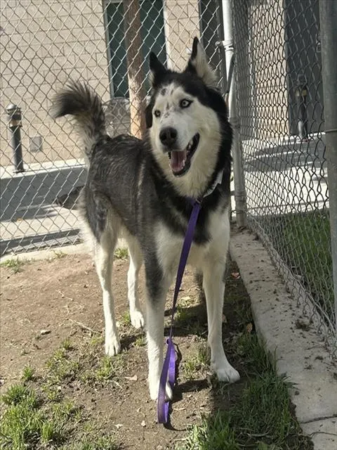 Leila