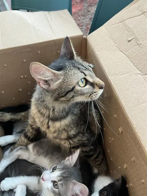 Meerkat