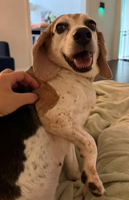 Daisy