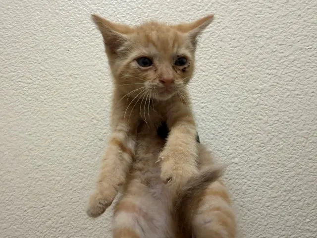 Macgregor