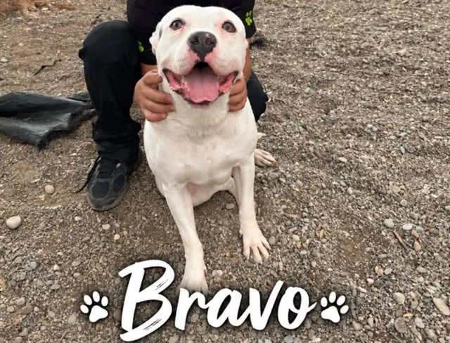 Bravo