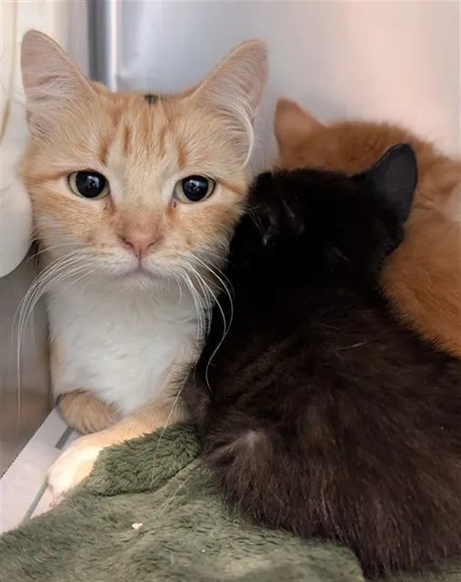 Mama Ginger