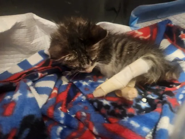Adoptable Cat