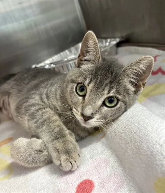 Adoptable Cat
