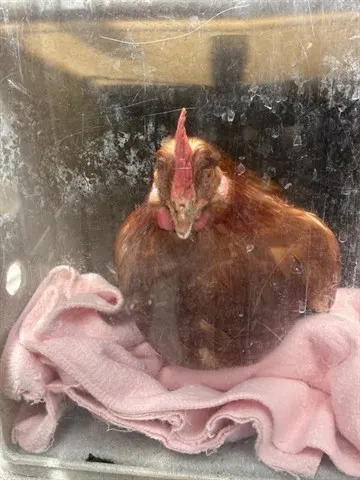 Yolko Ono