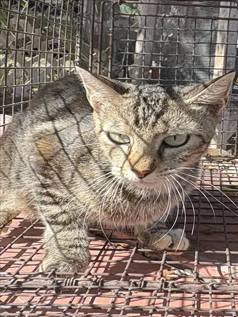 Adoptable Cat