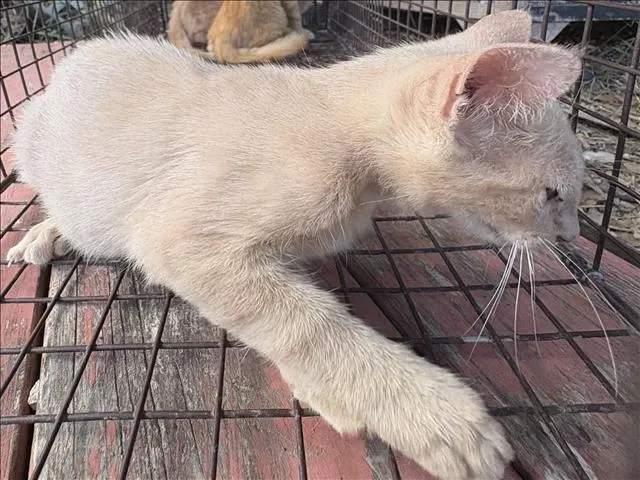 Adoptable Cat