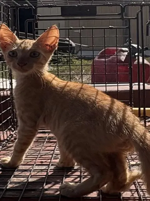 Adoptable Cat