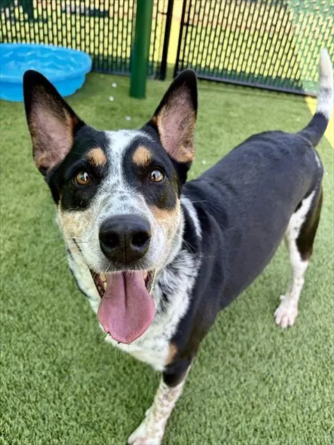 Dakota