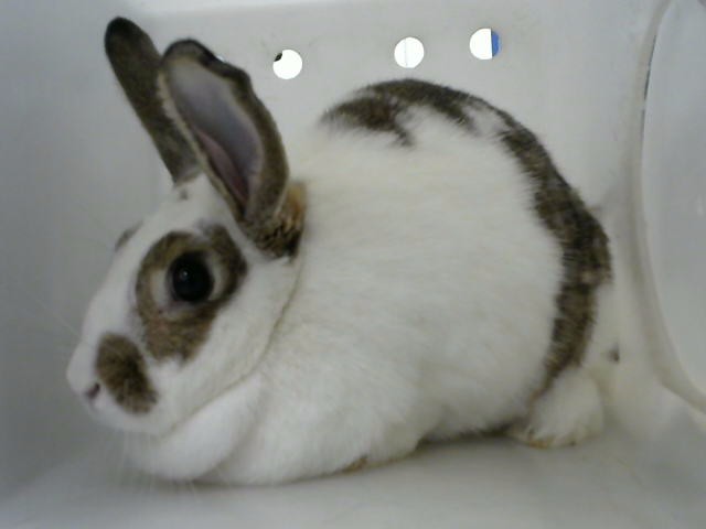 Snowball