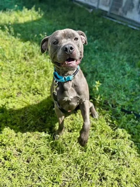 Kong